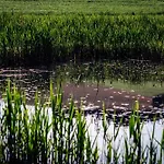 Σπίτι διακοπών Am Teich *